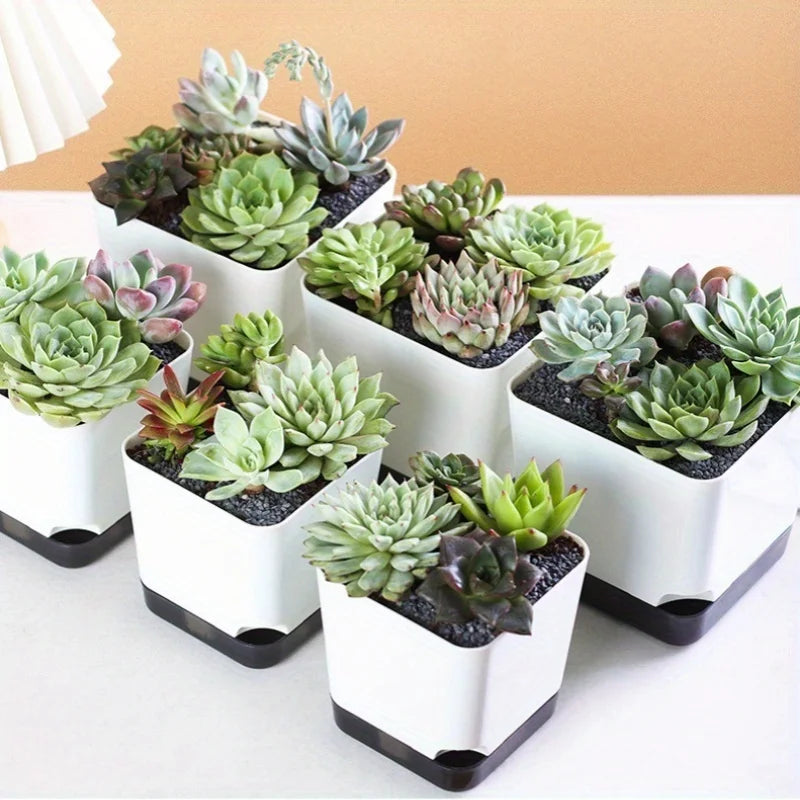 5 Pack Medium Self Watering Plant Pots with Drainage Hole and Clear Reservoir Saucers
