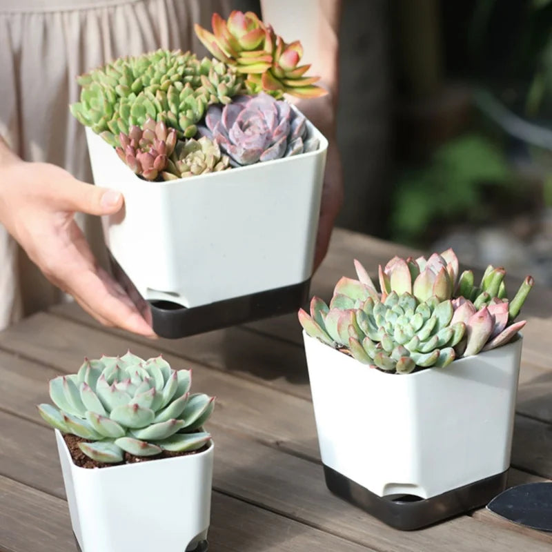 5 Pack Medium Self Watering Plant Pots with Drainage Hole and Clear Reservoir Saucers